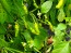 Hot Pepper ‘Aribibi Gusano' AKA 'Caterpillar Pepper' Seeds (Certified Organic)