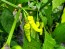 Hot Pepper ‘Aribibi Gusano' AKA 'Caterpillar Pepper' Seeds (Certified Organic)