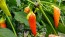 Hot Pepper ‘Bleeding Rawit White' Seeds (Certified Organic)