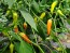 Hot Pepper ‘Bleeding Rawit White' Seeds (Certified Organic)