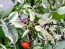 Hot Pepper 'Variegated Jigsaw' Seeds (Certified Organic)