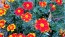 French Marigold 'Tashkent' Seeds (Certified Organic)