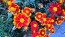 French Marigold 'Tashkent' Seeds (Certified Organic)