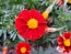 French Marigold 'Tashkent' Seeds (Certified Organic)