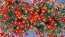 French Marigold 'Tashkent' Seeds (Certified Organic)