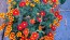French Marigold 'Tashkent' Seeds (Certified Organic)