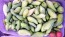 Caigua / Slipper Gourd Seeds (Certified Organic) 