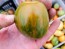 Tomato 'Coeur de Surpriz' Seeds (Certified Organic)