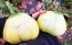 Eggplant ‘Saitama Ao Daimaru’ Seeds (Certified Organic)