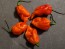 Hot Pepper 'Lemon Ghostly Jalapeno RED CROSS' Seeds (Certified Organic)