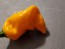 Hot Pepper 'Lemon Ghostly Jalapeno' Seeds (Certified Organic)