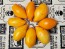 Tomato 'Buratino' AKA 'Yellow Pinocchio' Seeds (Certified Organic)