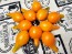 Tomato 'Mila's Orange Pear' Seeds (Certified Organic)