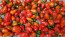 Hot Pepper ‘Chiltepin x Habanero' Seeds (Certified Organic)