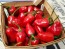 Hot Pepper ‘Chiltepin x Habanero' Seeds (Certified Organic)