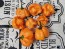 Hot Pepper ‘Scotch Bonnet Freeport Orange’ Seeds (Certified Organic)