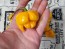 Hot Pepper 'Papa Dreadie Scotch Bonnet' Seeds (Certified Organic)