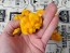 Hot Pepper 'Papa Dreadie Scotch Bonnet' Seeds (Certified Organic)