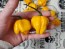 Hot Pepper 'Papa Dreadie Scotch Bonnet' Seeds (Certified Organic)