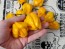 Hot Pepper 'Papa Dreadie Scotch Bonnet' Seeds (Certified Organic)
