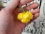 Hot Pepper ‘Bahamian Beast Yellow' Seeds (Certified Organic)