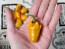 Hot Pepper 'NuMex Pumpkin Spice Jalapeno' Seeds (Certified Organic)