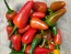 Hot Pepper ‘Hawaiian Sweet Hot' AKA 'Waialua' Seeds (Certified Organic)