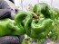 Hot Pepper ‘Hangjiao #5 (HJ5) Helix Nebula Space Chili’ Seeds (Certified Organic)