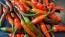 Hot Pepper ‘KS StarrScream Red' Seeds (Certified Organic)