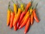 Hot Pepper ‘KS StarrScream Red' Seeds (Certified Organic)