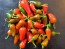 Hot Pepper ‘Hawaiian Sweet Hot' AKA 'Waialua' Seeds (Certified Organic)