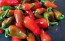 Hot Pepper ‘Hawaiian Sweet Hot' AKA 'Waialua' Seeds (Certified Organic)