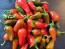 Hot Pepper ‘Hawaiian Sweet Hot' AKA 'Waialua' Seeds (Certified Organic)