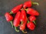 Hot Pepper ‘TAM Jalapeno’ Seeds (Certified Organic)