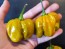 Hot Pepper ‘Mustard Habanero' Seeds (Certified Organic)