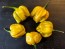 Hot Pepper ‘Mustard Habanero' Seeds (Certified Organic)