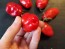 Hot Pepper 'Rocopica' Seeds (Certified Organic)