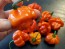 Hot Pepper ‘Scotch Bonnet MOA Red’ Seeds (Certified Organic)