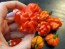 Hot Pepper ‘Scotch Bonnet MOA Red’ Seeds (Certified Organic)