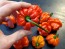 Hot Pepper ‘Scotch Bonnet MOA Red’ Seeds (Certified Organic)