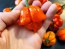 Hot Pepper ‘Scotch Bonnet MOA Red’ Seeds (Certified Organic)