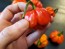 Hot Pepper ‘Scotch Bonnet MOA Red’ Seeds (Certified Organic)