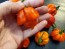 Hot Pepper ‘Scotch Bonnet MOA Red’ Seeds (Certified Organic)