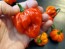 Hot Pepper ‘Scotch Bonnet MOA Red’ Seeds (Certified Organic)
