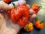 Hot Pepper ‘Scotch Bonnet MOA Red’ Seeds (Certified Organic)