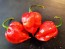 Hot Pepper ‘Scotch Bonnet MOA Red’ Seeds (Certified Organic)