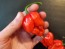 Hot Pepper ‘Scotch Bonnet MOA Red’ Seeds (Certified Organic)