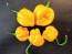 Hot Pepper ‘Scotch Bonnet MOA Yellow’ Seeds (Certified Organic)