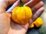 Hot Pepper ‘Scotch Bonnet MOA Yellow’ Seeds (Certified Organic)