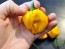 Hot Pepper ‘Scotch Bonnet MOA Yellow’ Seeds (Certified Organic)